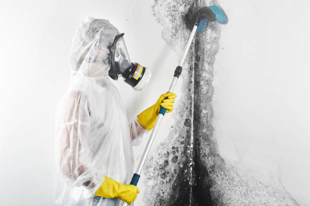 Best Mold Removal for HVAC Installations  in Country Club Hls, IL